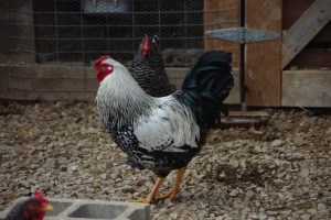 Silver-laced Wyandotte